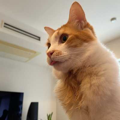 Derp
