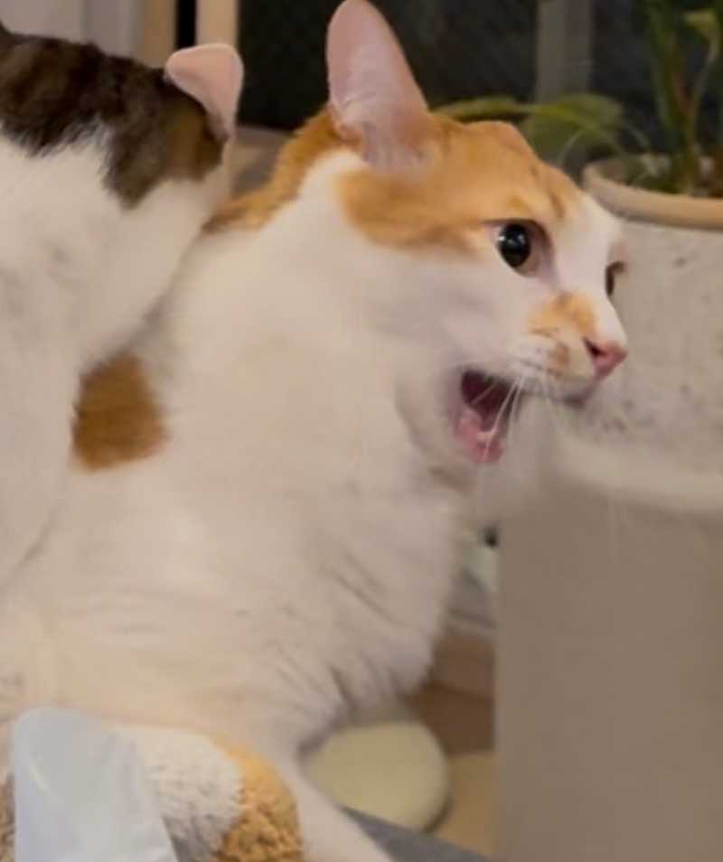 Bonji fights mog 