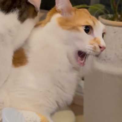 Bonji fights mog 