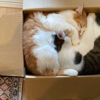Yin Yang