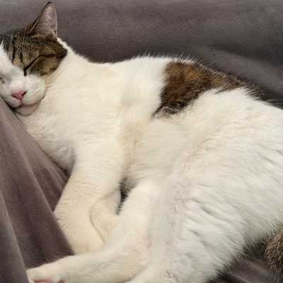 Cute Cat?
