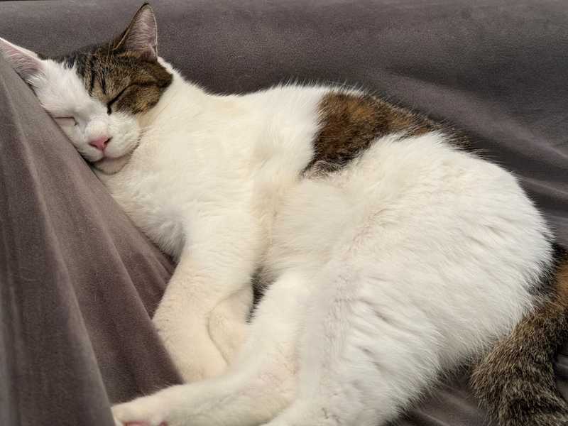 Cute Cat?