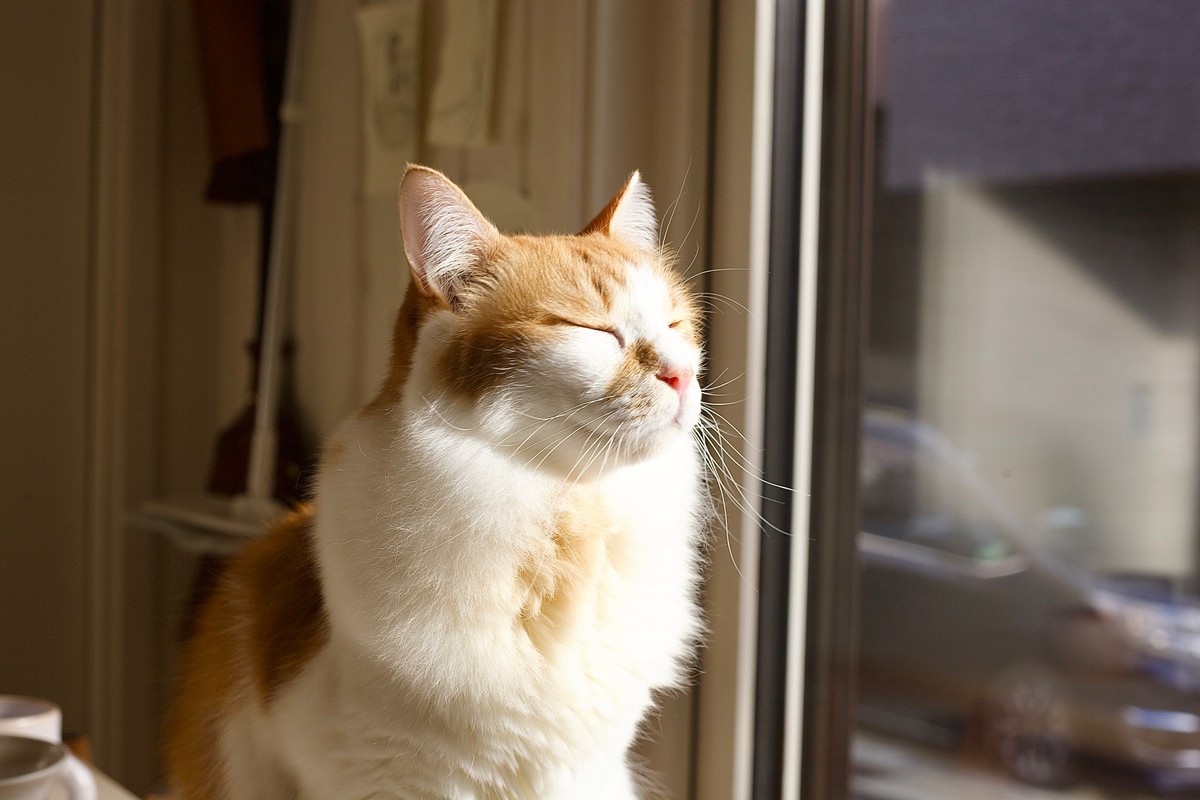 Bonji Enjoying the Sun