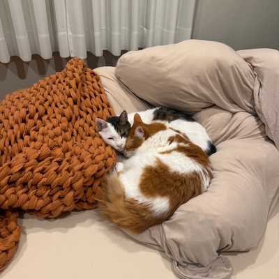 Bonji finally used the new litter