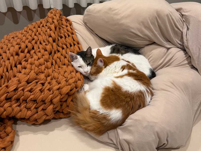 Bonji finally used the new litter