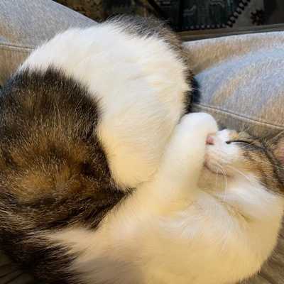 Mog on my lap