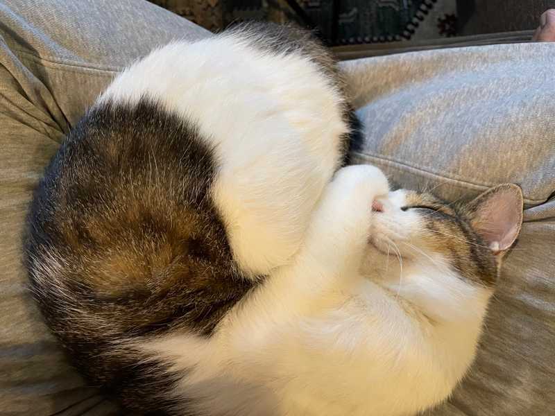 Mog on my lap