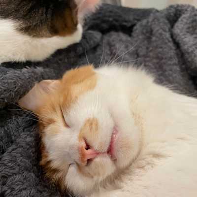 Bonji is dreaming