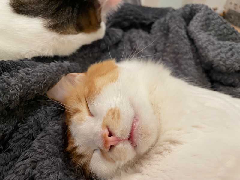 Bonji is dreaming